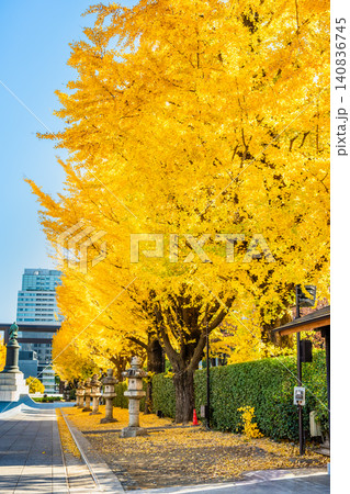 東京 靖国神社 黄金色に輝くイチョウ並木 東京 靖国神社 黄金色に輝くイチョウ並木 140836745