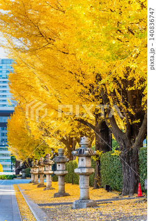 東京 靖国神社 黄金色に輝くイチョウ並木 東京 靖国神社 黄金色に輝くイチョウ並木 140836747