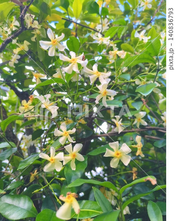 テイカカズラの花とイチゴノキ 青空に映える白い花と初夏の庭木 ガーデニング エクステリア 住宅の庭 テイカカズラの花とイチゴノキ 青空に映える白い花と初夏の庭木 ガーデニング エクステリア 住宅の庭 140836793