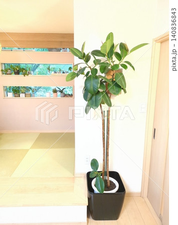 インドゴムノキ 観葉植物 ゴムの木 鉢植え 室内 インテリアグリーン リビングと和室のある部屋 インドゴムノキ 観葉植物 ゴムの木 鉢植え 室内 インテリアグリーン リビングと和室のある部屋 140836843