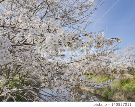 心ほどける、青空に微笑む満開の桜 心ほどける、青空に微笑む満開の桜 140837011