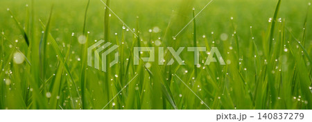 Banner Rice Field Green agriculture ecosystem Asian rice paddy field Vietnam green farm. Banner Harvest planting golden green rice terraces in organic farm tropical natural sunrise with copy space Banner Rice Field Green agriculture ecosystem Asian rice paddy field Vietnam green farm. Banner Harvest planting golden green rice terraces in organic farm tropical natural sunrise with copy space 140837279