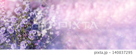Banner Purple Pastel margaret flower floral blossom blurred background. Pastel violet romance bloom spring season. Magenta petals blossom in garden. Banner violet floral wildflower with copy space Banner Purple Pastel margaret flower floral blossom blurred background. Pastel violet romance bloom spring season. Magenta petals blossom in garden. Banner violet floral wildflower with copy space 140837295