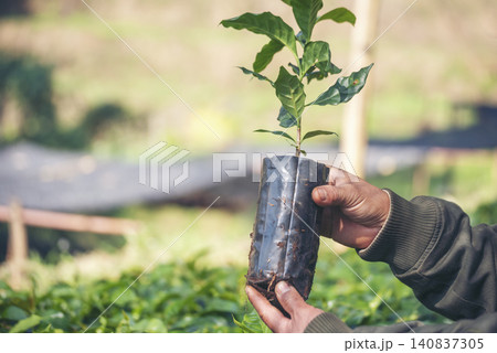 Smart farmer checking plant in eco green farm sustainable quality control. Close up Hand check quality control plant tree. Farmer cultivated planting in eco Farmland biotechnology. Green agriculture Smart farmer checking plant in eco green farm sustainable quality control. Close up Hand check quality control plant tree. Farmer cultivated planting in eco Farmland biotechnology. Green agriculture 140837305
