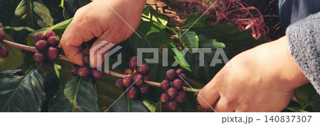 Banner hands harvest red seed in basket robusta arabica plant farm. Coffee plant farm Close up woman Hands harvest raw coffee beans. Ripe Red berry plant fresh seed coffee tree growth with copy space 140837307