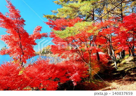 蓼科湖の紅葉 140837659