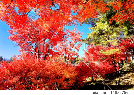 蓼科湖の紅葉 蓼科湖の紅葉 140837662