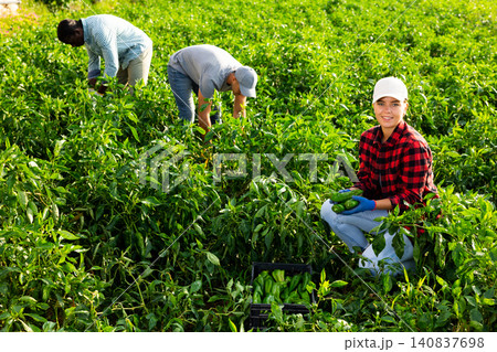Woman harvesting green bell peppers in farmer field 140837698