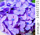 美しい紫陽花の花びらが広がる背景素材 140837725