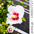 鮮やかな赤い花芯が印象的なムクゲ 140837727