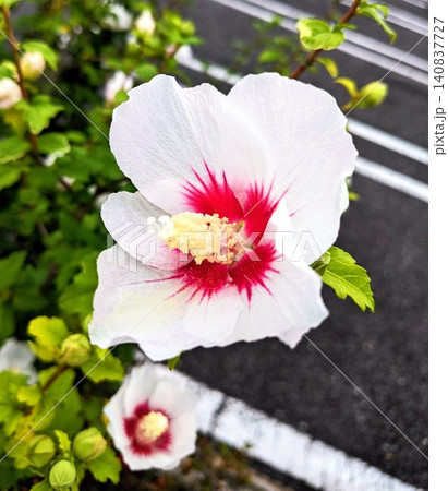 鮮やかな赤い花芯が印象的なムクゲ 鮮やかな赤い花芯が印象的なムクゲ 140837727