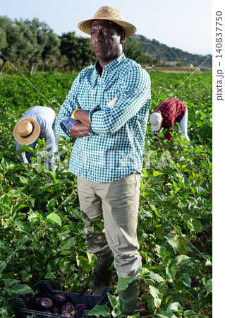 African american horticulturist on plantation of eggplants during harvest 140837750