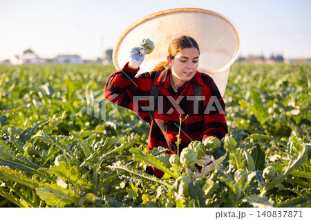 Woman harvesting ripe artichoke buds in basket Woman harvesting ripe artichoke buds in basket 140837871