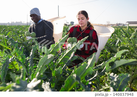 Two farmers hand harvesting ripe artichoke Two farmers hand harvesting ripe artichoke 140837948