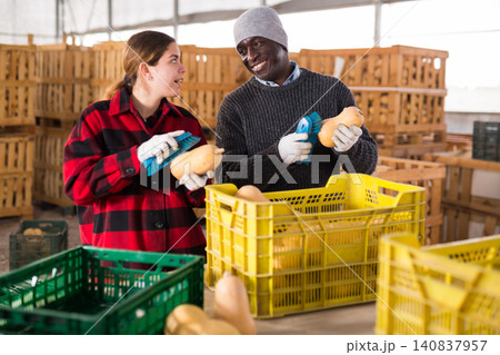 Two workers cleaning pumpkins at farm warehouse Two workers cleaning pumpkins at farm warehouse 140837957