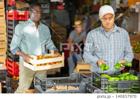 Farmer sorting harvested peppers in warehouse of vegetable farm Farmer sorting harvested peppers in warehouse of vegetable farm 140837970