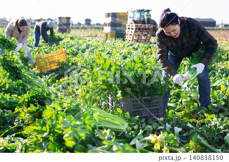 Happy Asian female farmer harvesting celery on vegetable plantation Happy Asian female farmer harvesting celery on vegetable plantation 140838150