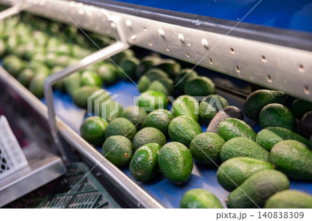 Ripe Hass avocados on conveyor belt of fruit sorting farm 140838309