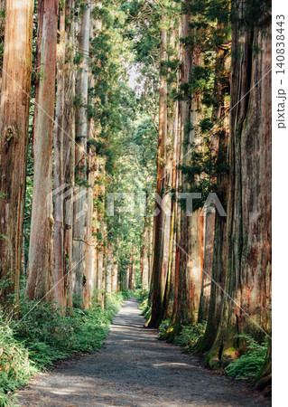 【長野市戸隠】戸隠神社奥社 参道の杉並木の風景 【長野市戸隠】戸隠神社奥社 参道の杉並木の風景 140838443