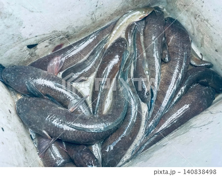 Fresh Snakehead Fish in a White Plastic Container at a Local Market 140838498