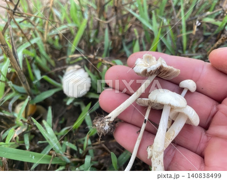Hand Holding Small White Wild Mushrooms in a Grassy Field 140838499