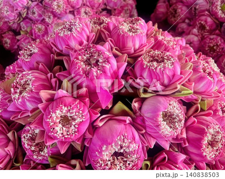 Group of pink lotus buds folded for Buddhist ceremony and worship Group of pink lotus buds folded for Buddhist ceremony and worship 140838503
