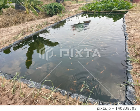 Sustainable Small Scale Fish Farming Pond in Rural Backyard Garden Sustainable Small Scale Fish Farming Pond in Rural Backyard Garden 140838505