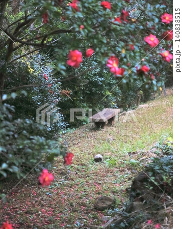 山茶花咲く庭 山茶花咲く庭 140838515