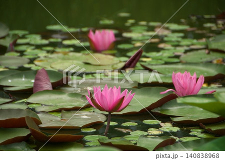 赤い睡蓮の花 赤い睡蓮の花 140838968
