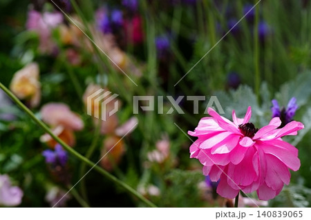 春の花壇に咲くピンクのラナンキュラス 春の花壇に咲くピンクのラナンキュラス 140839065