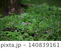 倒木と小さなピンクの花 140839161