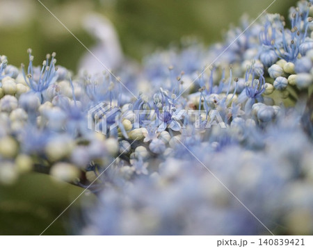 紫陽花の開花 紫陽花の開花 140839421