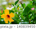 鮮やかに咲く黄色いハイビスカス 140839450