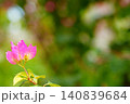 優しい光に包まれたピンクのブーゲンビリア 140839684