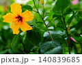 鮮やかな黄色いハイビスカスと新緑 140839685