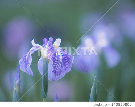 清楚な花菖蒲 清楚な花菖蒲 140839803