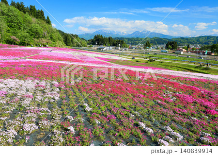 青空と越後三山をバックに咲く芝桜 青空と越後三山をバックに咲く芝桜 140839914