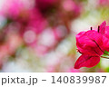 鮮やかなピンクのブーゲンビリアと優しい背景ボケ 140839987
