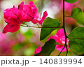 鮮やかなブーゲンビリアのクローズアップ 140839994