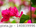 葉とともに咲く鮮やかなブーゲンビリア 140839996