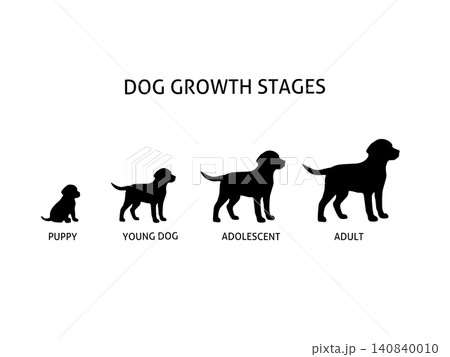 Dog growth stages infographic showing puppy, young dog, adolescent and adult development in black silhouette. Educational vector illustration isolated on white background Dog growth stages infographic showing puppy, young dog, adolescent and adult development in black silhouette. Educational vector illustration isolated on white background 140840010