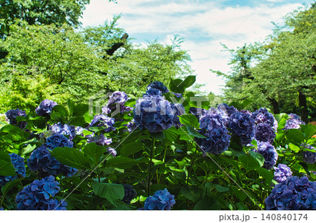 青い紫陽花 青い紫陽花 140840174