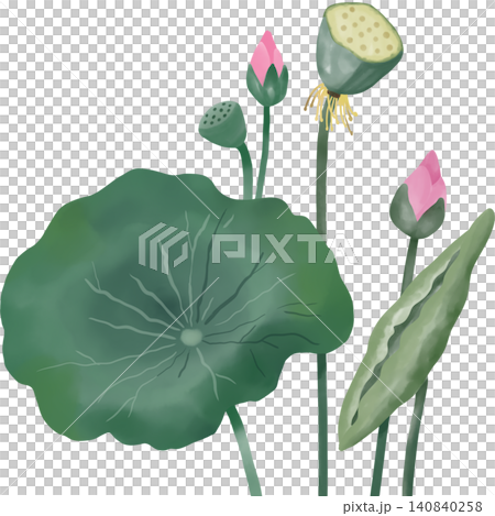 Elegant lotus flower illustration featuring blooming pink buds, green leaves, and seed pods in a soft watercolor style. Elegant lotus flower illustration featuring blooming pink buds, green leaves, and seed pods in a soft watercolor style. 140840258