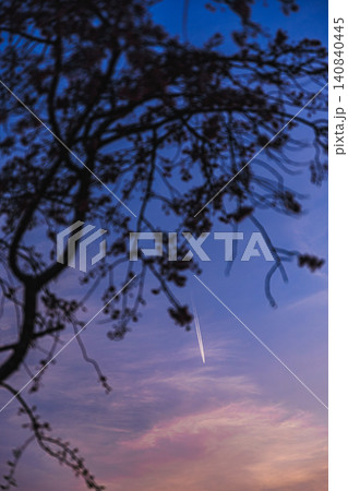 郷愁を誘うマジックアワーの夕空に描かれた飛行機雲とさくらの芽吹く美しい枝 郷愁を誘うマジックアワーの夕空に描かれた飛行機雲とさくらの芽吹く美しい枝 140840445