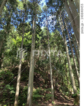 新緑が広がる杉林の風景 新緑が広がる杉林の風景 140840455