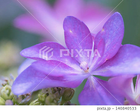 額紫陽花のクローズアップ 140840533