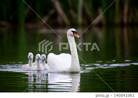 A graceful white swan leads a line of fluffy grey cygnets across calm water A graceful white swan leads a line of fluffy grey cygnets across calm water 140841061