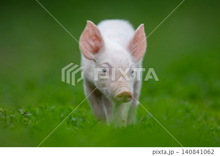 Adorable pink pig exploring a lush green grassy field 140841062