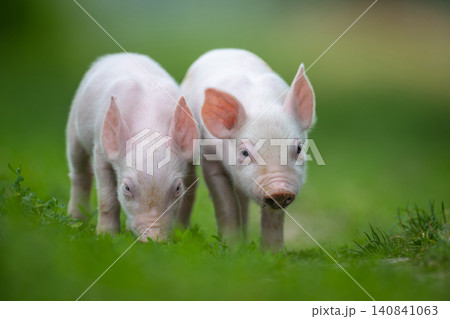 Two adorable pink piglets exploring a lush green grassy field Two adorable pink piglets exploring a lush green grassy field 140841063
