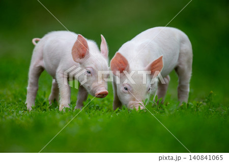 Two adorable pink piglets exploring a lush green grassy field Two adorable pink piglets exploring a lush green grassy field 140841065